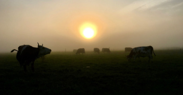 Der Luzernenhof bei Freiburg. © Luzernenhof - Info3 Verlag 2018
