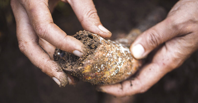 Zwei Hände mit einem Kuhhorn und biodynamischen Präparaten