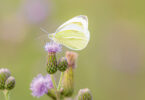 Die Welt neu verzaubern - Schmetterling sitzt auf Blüte