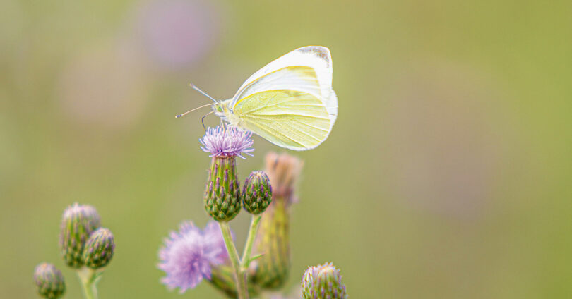 Die Welt neu verzaubern - Schmetterling sitzt auf Blüte